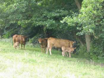 Luxury Holiday Cottages, North East of England, County Durham, Teesdale